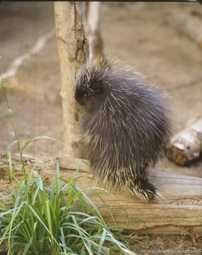 Montréal Biodome