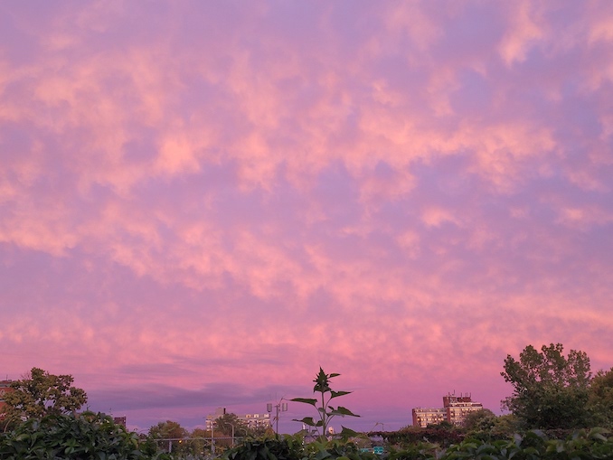 A sunset in NDG this summer over top of the community garden up the road from me. I stop here often to appreciate the garden. And am one of those people who will drop anything they're doing to chase a gorgeous sunset.