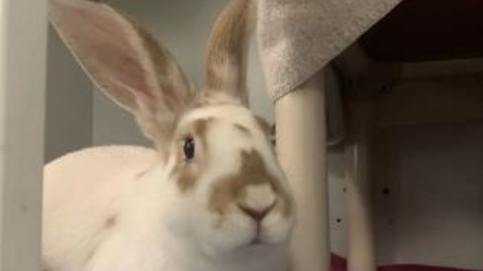 Bamboo the rabbit is looking for a new lovely home in the Montréal area