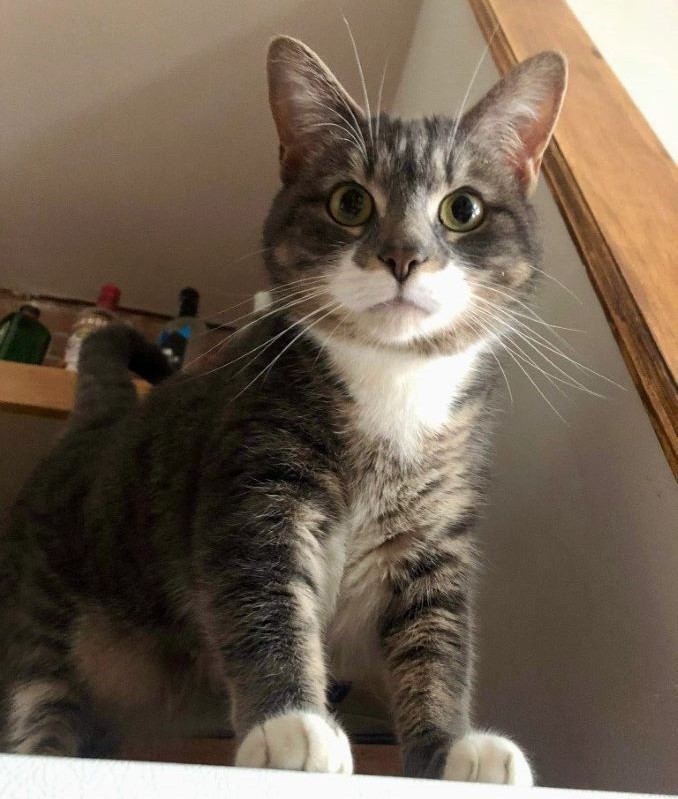 Pearl the cat is looking for a new lovely home in the Montréal area