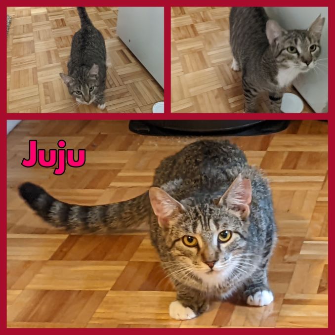 Juju