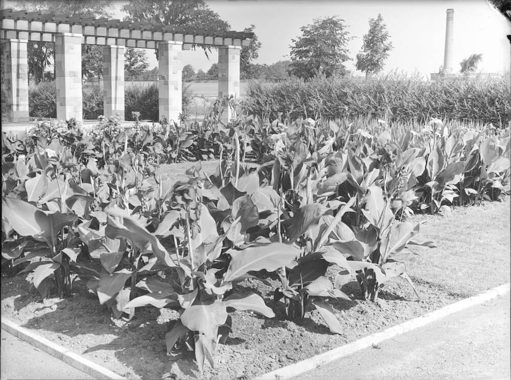 1940 - Cannas Le Président. jardins botaniques