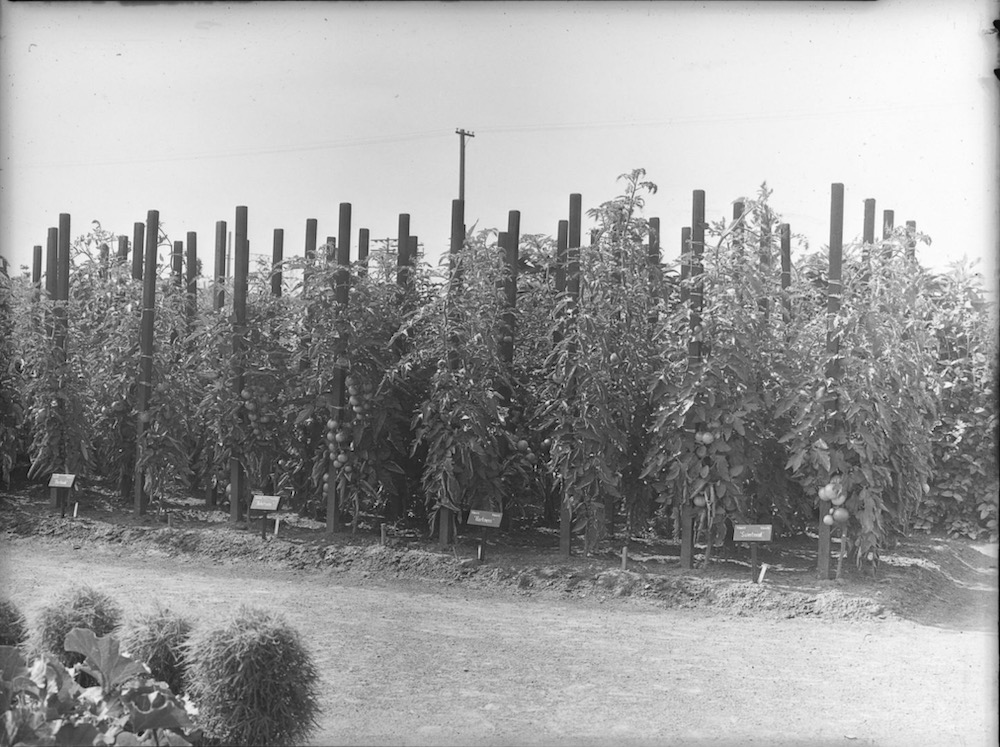 1940 - Variétés de plants de tomates. jardins botaniques