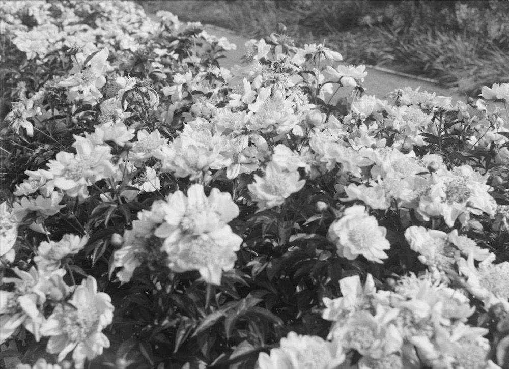 1943 - Fleur. Pivoines : Jardin Botanique