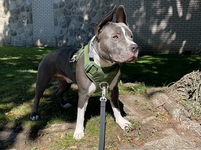 Best harness for bully cheap breeds