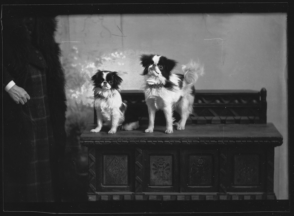 1893 - Miss Hamilton's dogs, Montreal