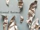 National Animal: Poems by Derek Webster