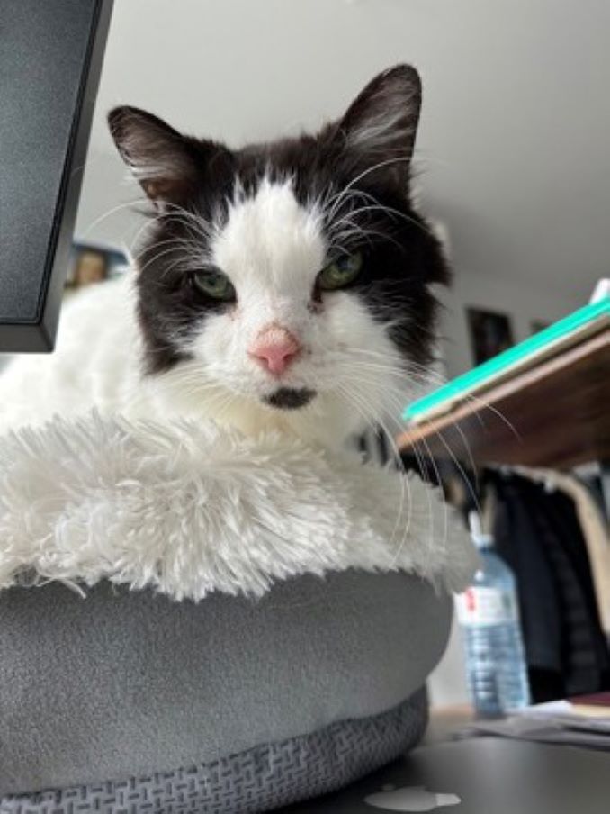 Citrouille the cat is looking for a new home in the Montréal area