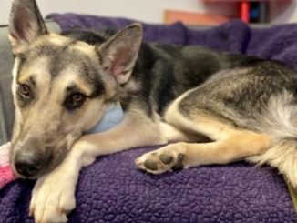 Dinah the dog is looking for a new home in the Montréal area