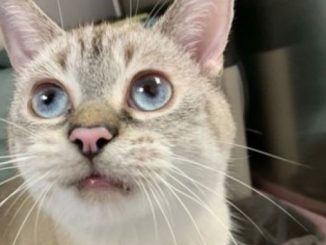 Hoshi the cat is looking for a new home in the Montréal area