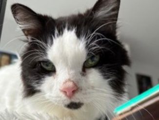 Citrouille the cat is looking for a new home in the Montréal area