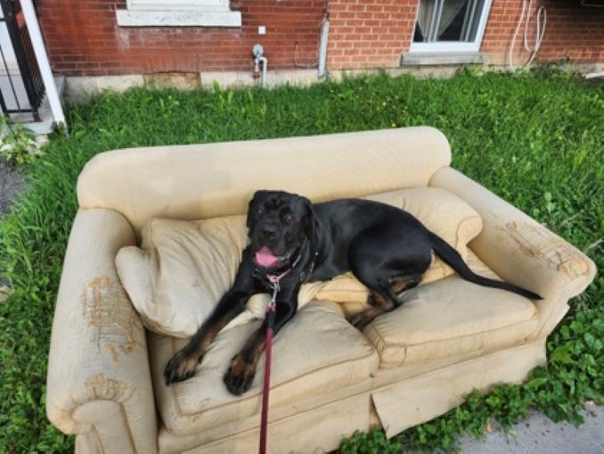 Buck the dog is looking for a new home in the Montréal area