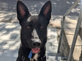 Diesel the dog is looking for a new home in the Montréal area