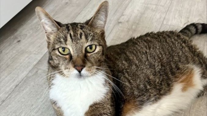 Pita the cat is looking for a new home in the Montréal area