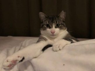 Hunter the cat is looking for a new home in the Montréal area