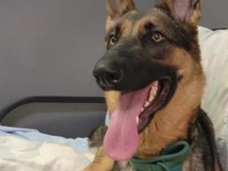 Kaiser the dog is looking for a new home in the Montréal area