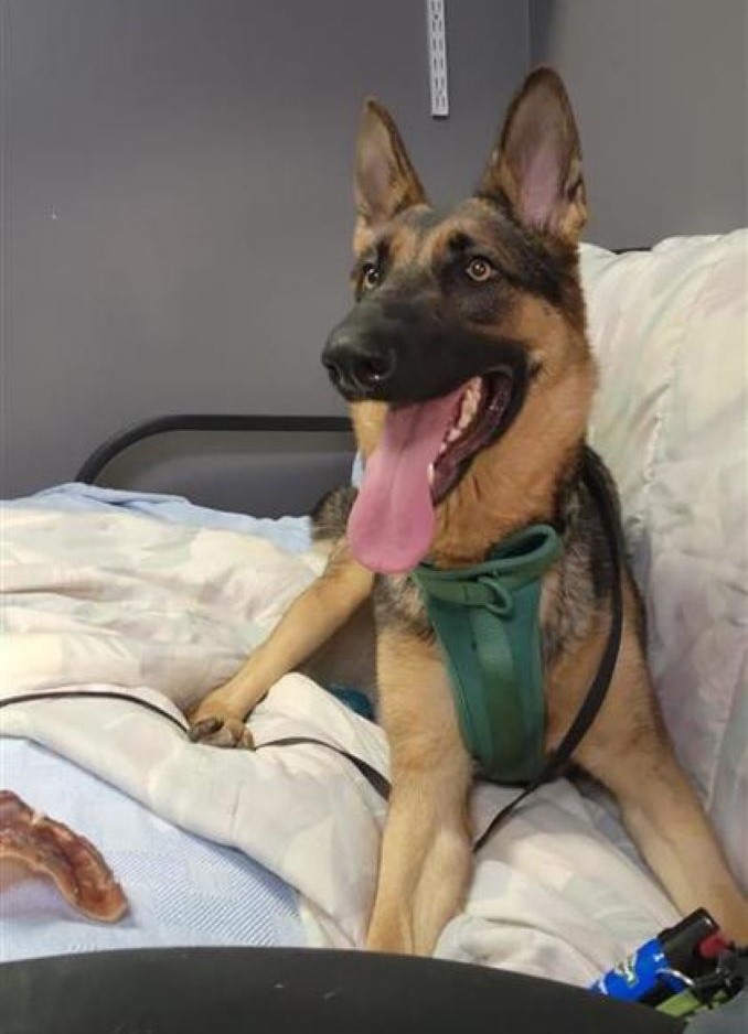 Kaiser the dog is looking for a new home in the Montréal area