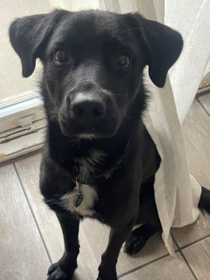 Asta the dog is looking for a new home in the Montréal area