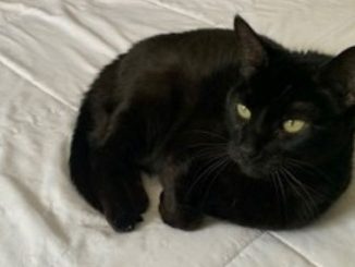 Sarah the cat is looking for a new home in the Montréal area