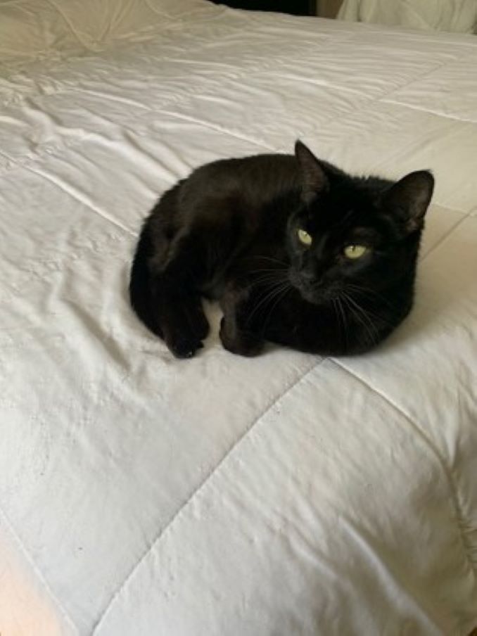 Sarah the cat is looking for a new home in the Montréal area