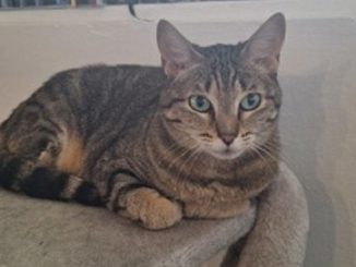 Tigra