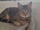Tigra