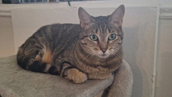 Tigra