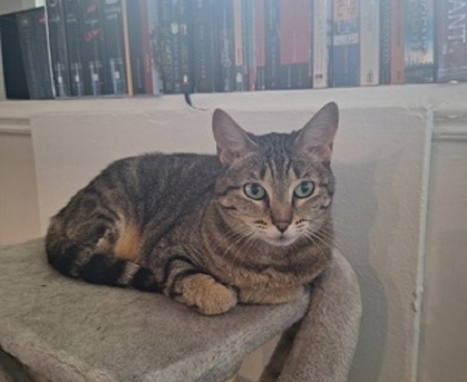 Tigra