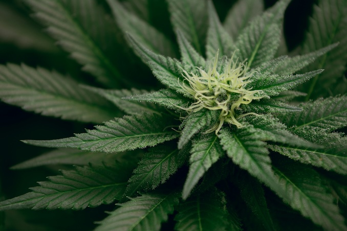 Weed Live Resin vs Distillate: What’s the Difference and Which Is Better?