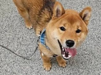 Kiro