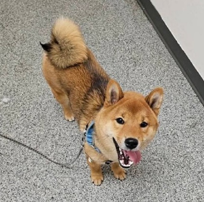 Kiro