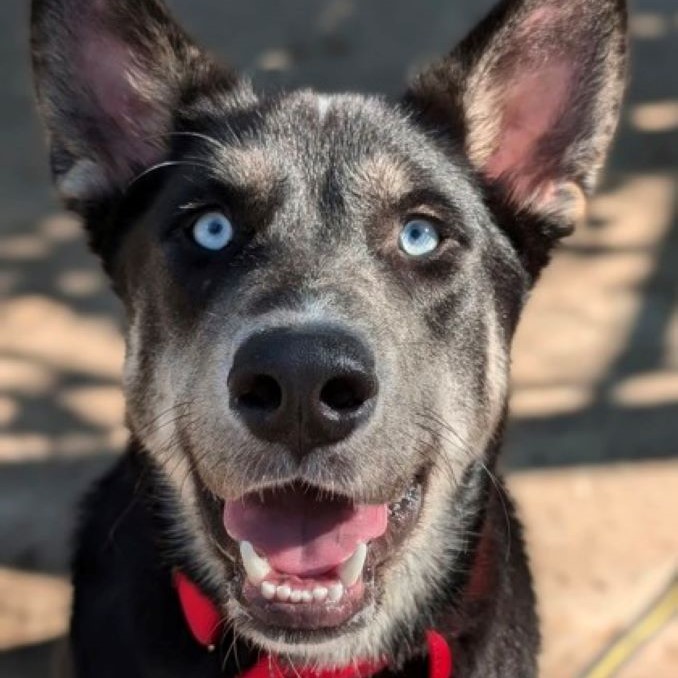 Bowie
