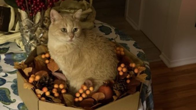 Taffy