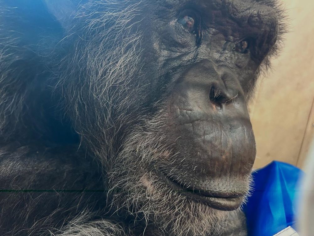 Fauna Foundation