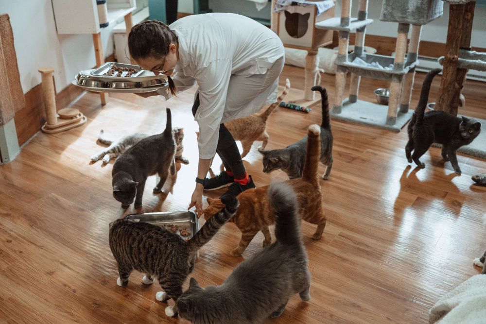 Animal Rescue Network