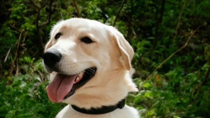 Marley