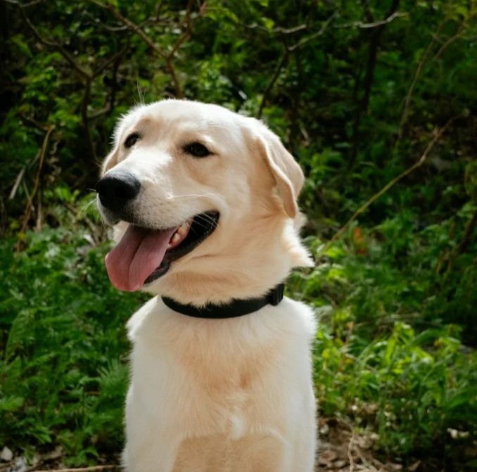 Marley