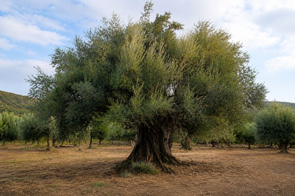 Kyriakoula’s Olive Oil Inc.