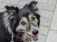 Petunia