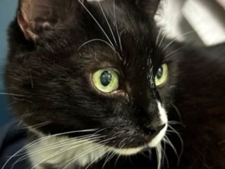 Kitty Célestine