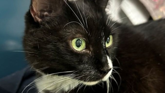 Kitty Célestine