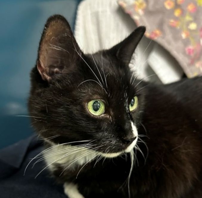 Kitty Célestine